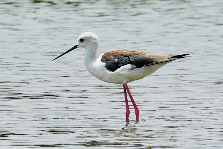 ネゴンボからムトゥラジャウェラ湿地エコバードウォッチングボートツアー
