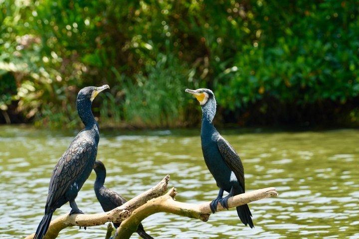 ネゴンボからムトゥラジャウェラ湿地エコバードウォッチングボートツアー