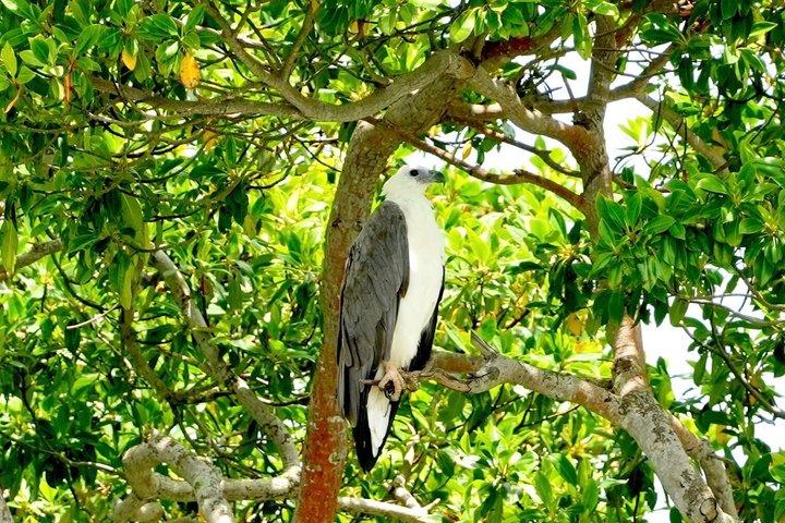 ネゴンボからムトゥラジャウェラ湿地エコバードウォッチングボートツアー