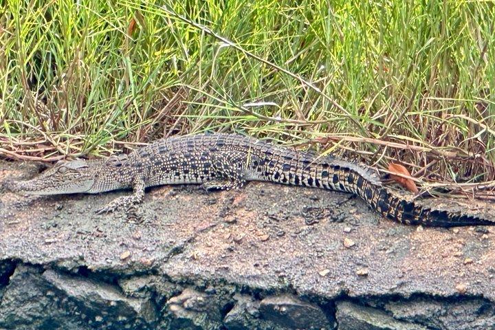ネゴンボからムトゥラジャウェラ湿地エコバードウォッチングボートツアー