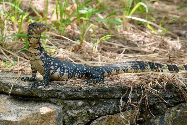 ネゴンボからムトゥラジャウェラ湿地エコバードウォッチングボートツアー