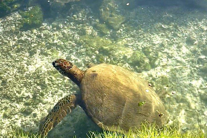 Hilo Shore Excursion: Volcanic Experience, Lava Tubes, Waterfalls