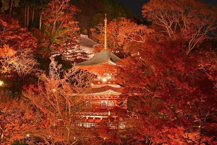 紅葉ライトアップ付き京都プライベートナイトツアー（ホテル送迎）