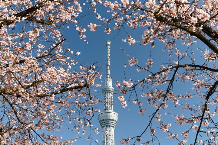 東京プライベートチャーター(ドライバー付き)- 5時間または10時間