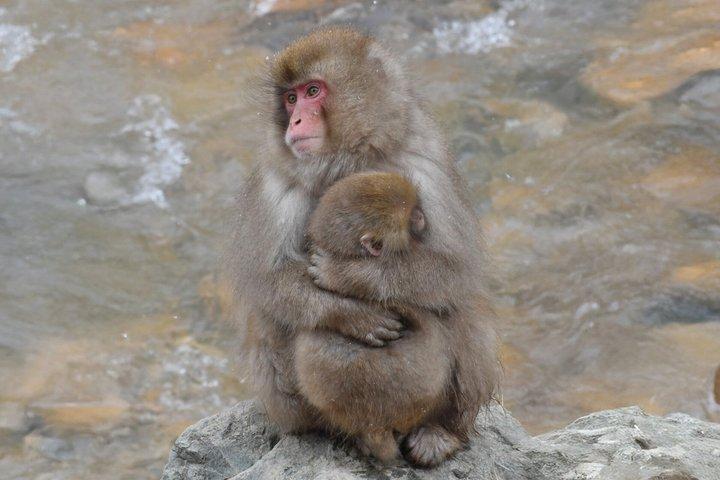 Afgang fra Hakuba Snow Monkey Tour og Zenkoji Temple