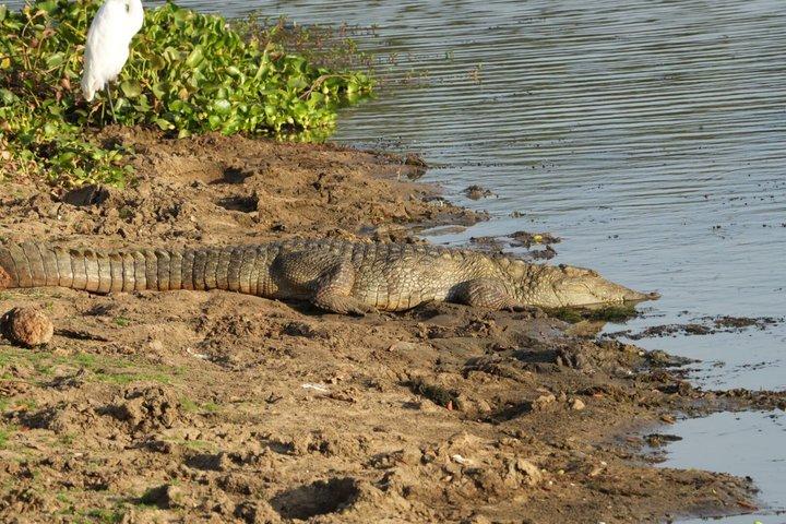 ヤラブロック5＆6（ルヌガムウェヘラ＆ウェヘラガラ）サファリツアー