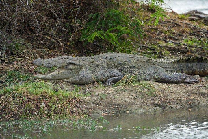 ヤラブロック5＆6（ルヌガムウェヘラ＆ウェヘラガラ）サファリツアー