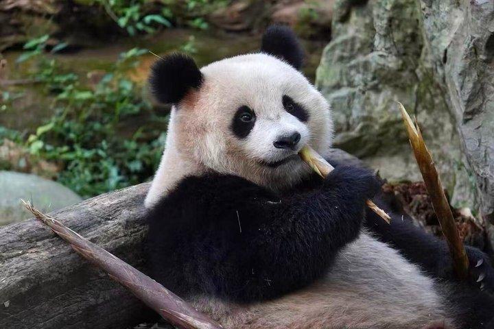 Dujiangyan Panda Tour/Optional Red Panda Keeper Experience