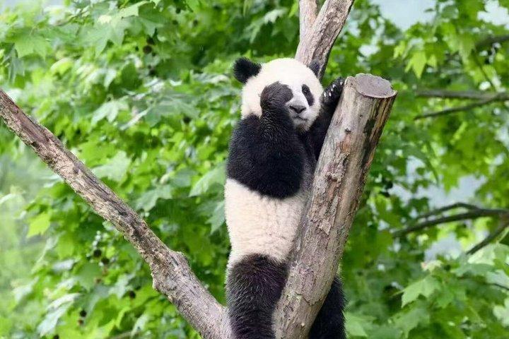 Wolong Panda base Half-Day Tour / Optional Giant Panda Volunteer