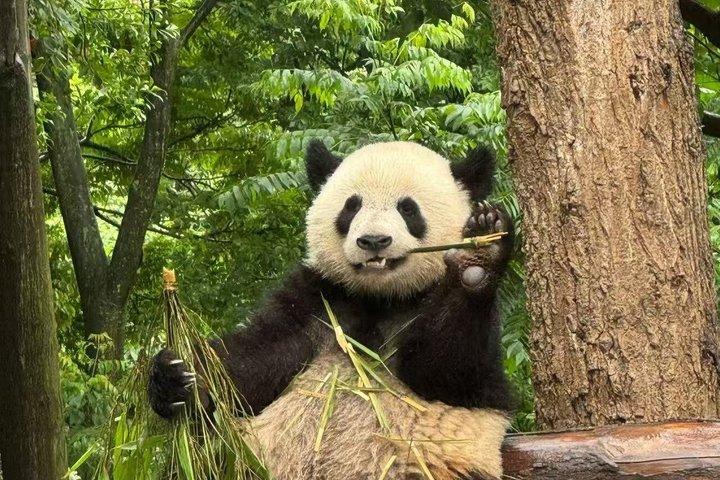 ウォーロンパンダ基地半日ツアー / オプションのジャイアントパンダボランティア