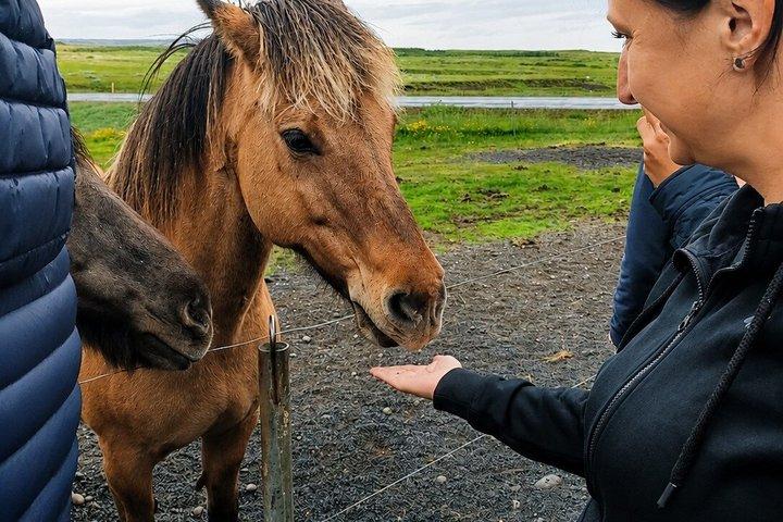 ゴールデンサークルとアイスランドの馬に会う - 少人数ツアー