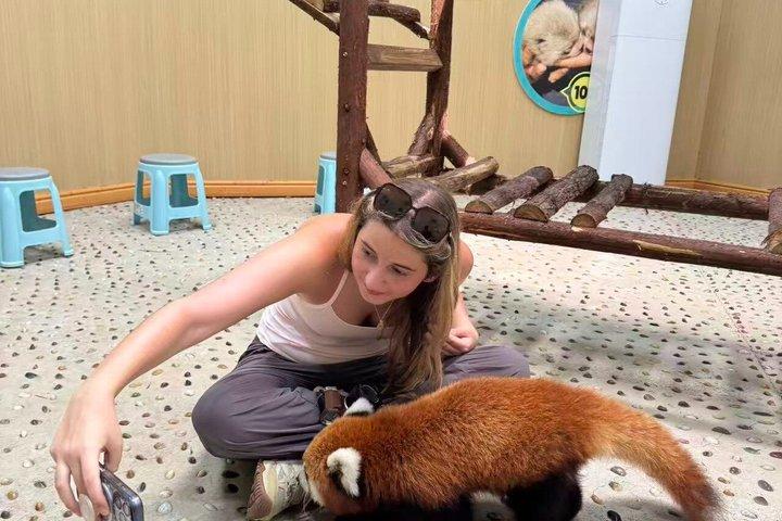 Tour du panda de Dujiangyan/Expérience optionnelle avec gardien de panda roux