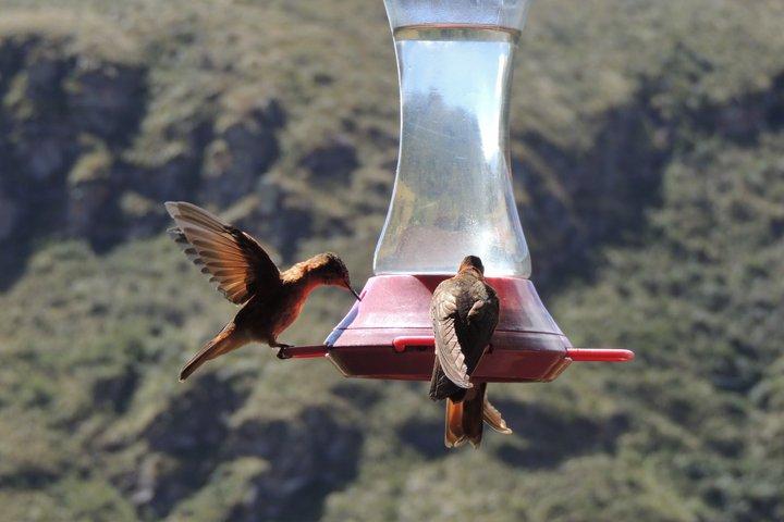 Antisana and Condors Watching Day Trip