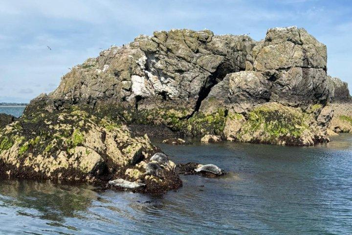Boottocht door Ierlands oog en Howth Coastal