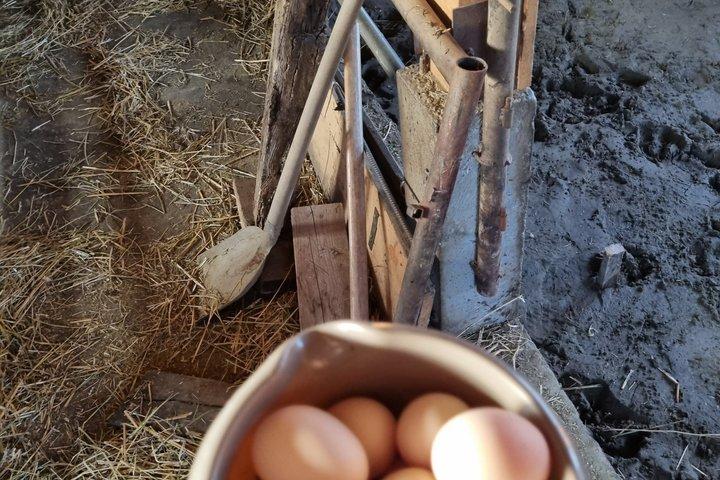 Authentic Rakija Making Experience in Serbia
