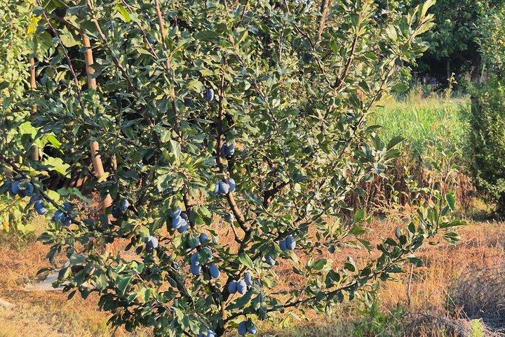 Authentic Rakija Making Experience in Serbia