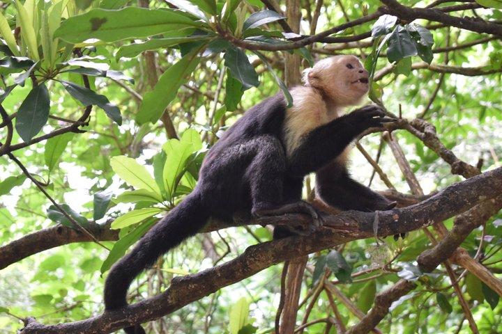 Palo Verde Wildlife Safari Boat Tour with Local Experience