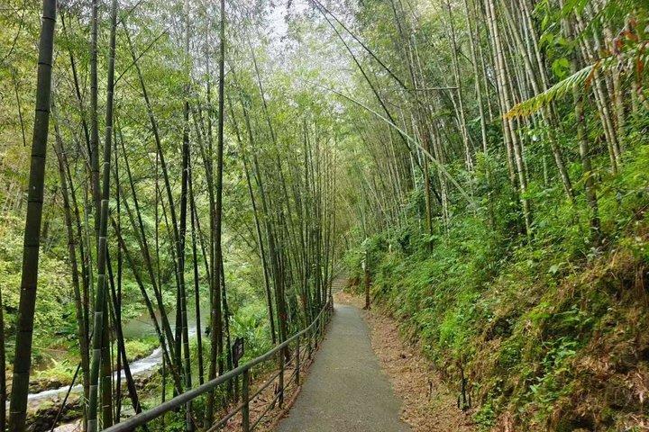 広州からの前龍溝の滝と溪頭村へのプライベート デイ ツアー