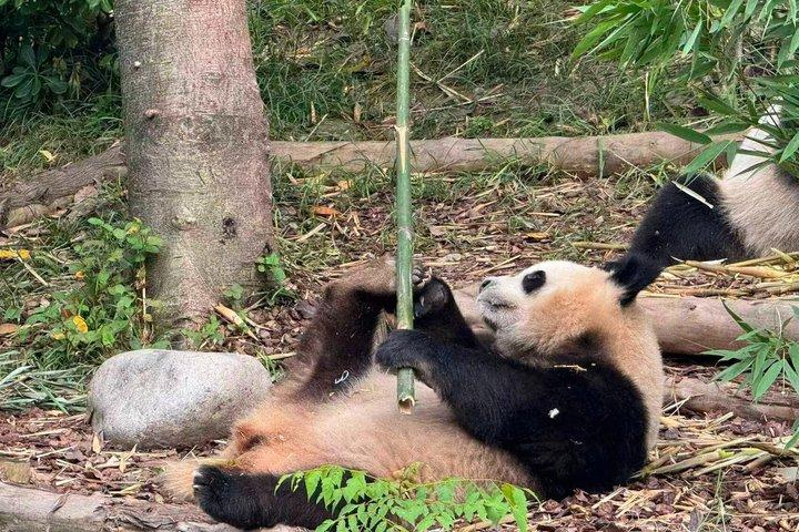 Panda Conservation Volunteer Experience at Wolong or Ya'an