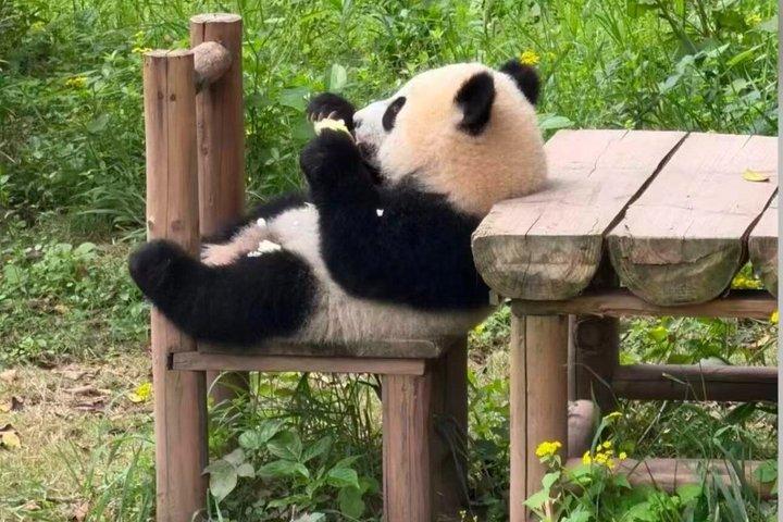 Panda Conservation Volunteer Experience at Wolong or Ya'an