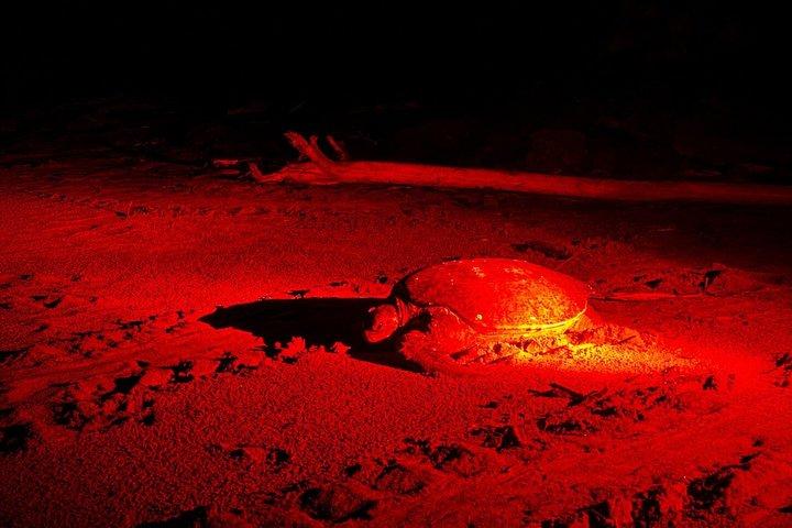 Nesting of Sea Turtles