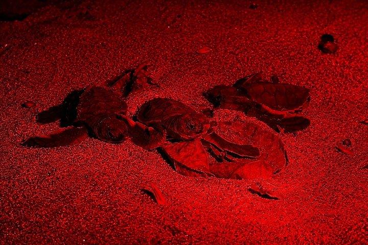 Nesting of Sea Turtles