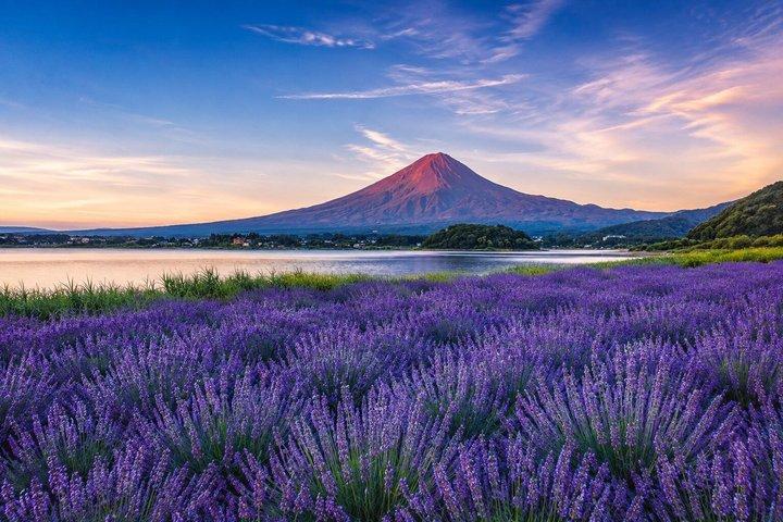 東京発 富士山と山中湖の日帰りプライベートツアー