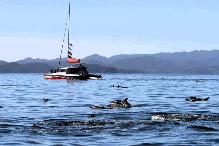 Carino Wildlife Cruises - Crucero de un día por la isla y la vida salvaje