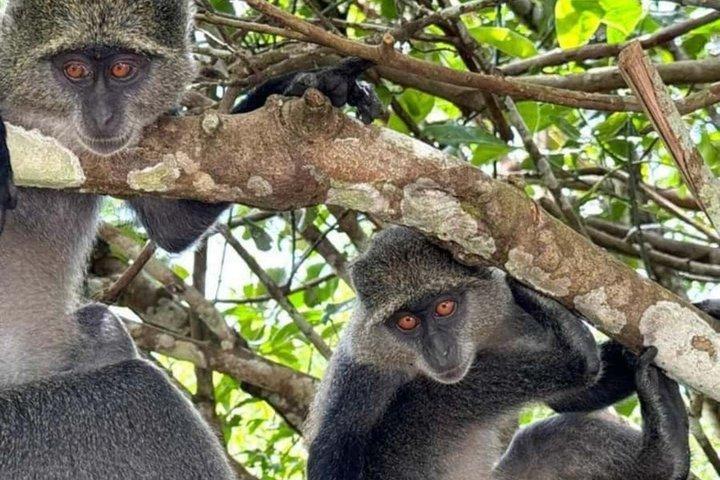 ジョザニの森のアカモンキー、サラーム洞窟とメンデビーチ