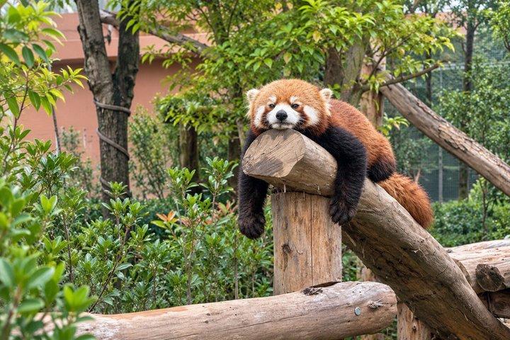 プライベート成都ツアー：ジャイアントパンダ基地、茶文化、地元ランチ