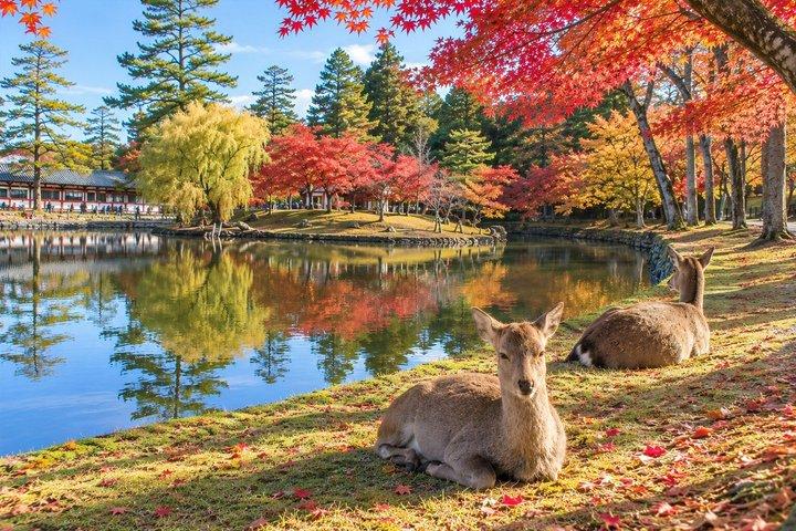 大阪または京都からの京都＆奈良日帰り旅行（オプションでランチ付き）