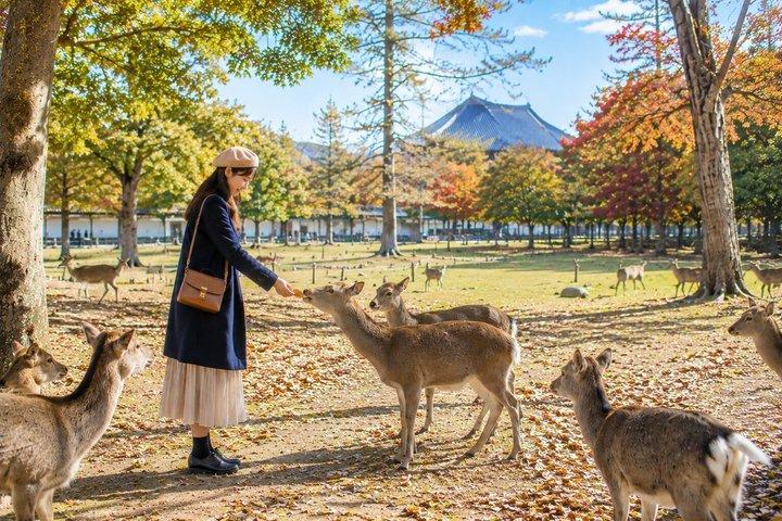 大阪または京都からの京都＆奈良日帰り旅行（オプションでランチ付き）