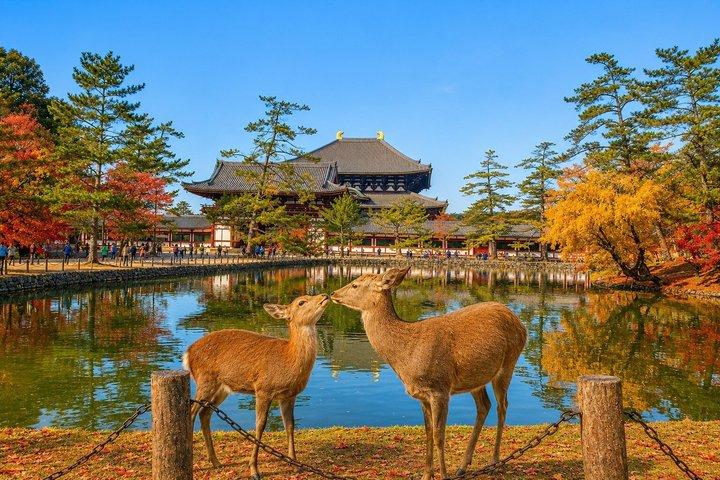 大阪または京都からの京都＆奈良日帰り旅行（オプションでランチ付き）