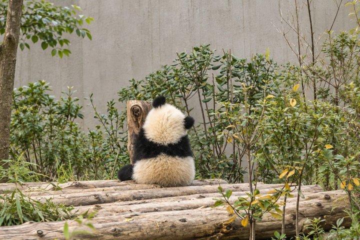 プライベート成都ツアー：ジャイアントパンダ基地、茶文化、地元ランチ