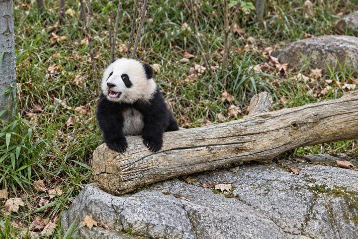 プライベート成都ツアー：ジャイアントパンダ基地、茶文化、地元ランチ