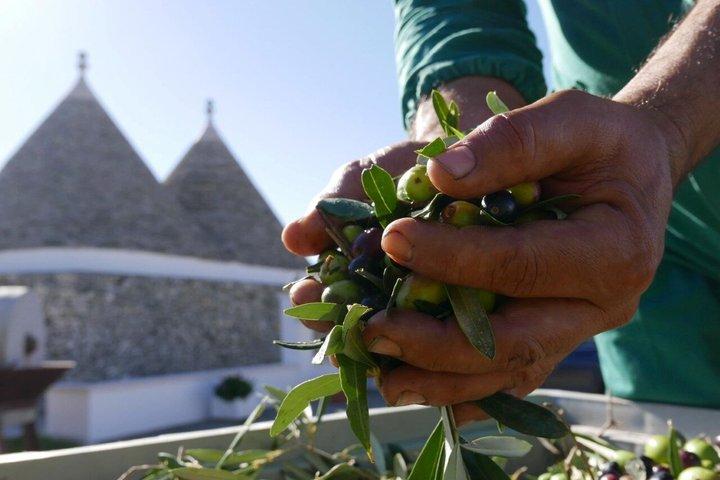 Martina Franca Olive Oil Mill Tour and Tasting