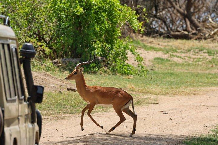 ラミアリ国立公園終日サファリ（ランチ付き）アルーシャ発