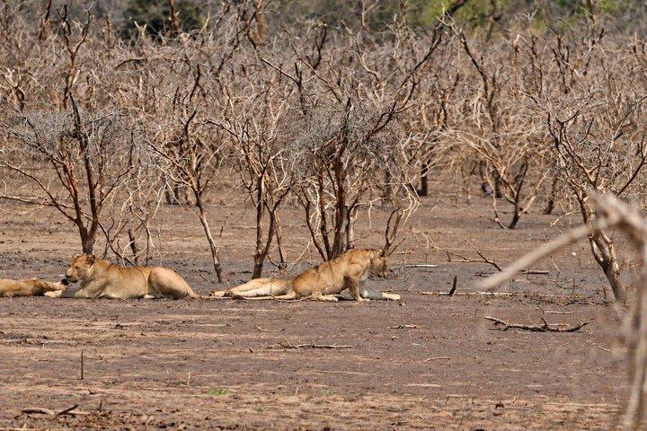 ラミアリ国立公園終日サファリ（ランチ付き）アルーシャ発
