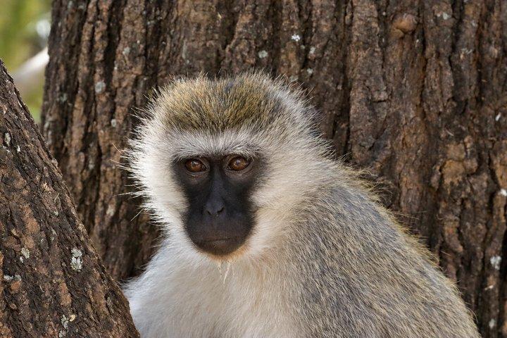 ラミアリ国立公園終日サファリ（ランチ付き）アルーシャ発