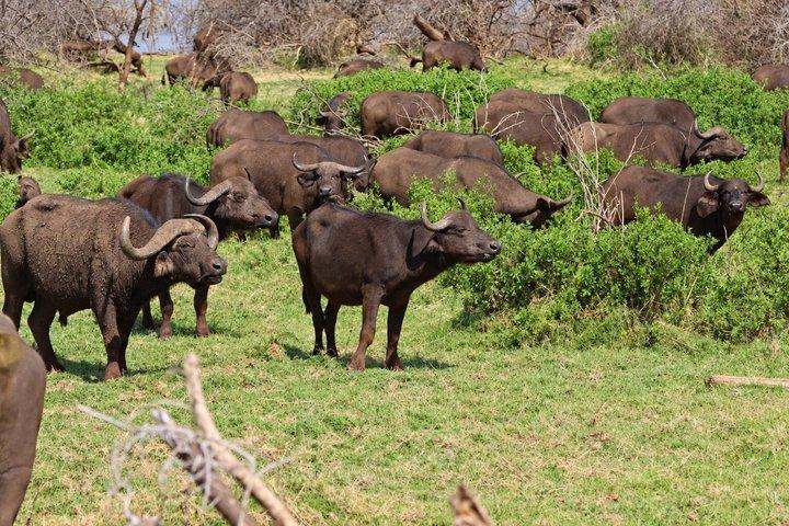 ラミアリ国立公園終日サファリ（ランチ付き）アルーシャ発