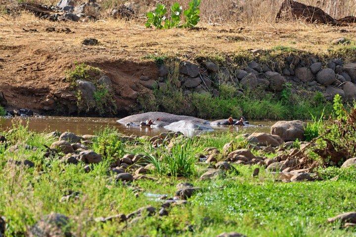 ラミアリ国立公園終日サファリ（ランチ付き）アルーシャ発