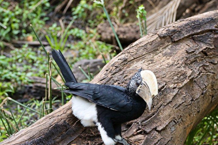 ラミアリ国立公園終日サファリ（ランチ付き）アルーシャ発