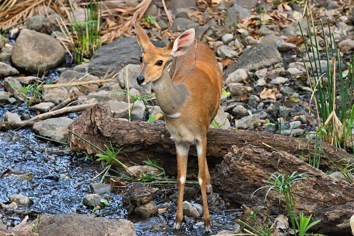 ラミアリ国立公園終日サファリ（ランチ付き）アルーシャ発