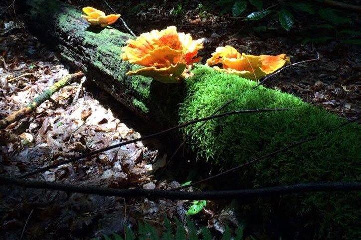 アトランタからノースジョージア山脈へのプライベートツアー