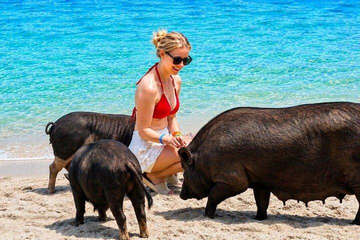 Koh Samui: Viewpoint, Elephant, Pig Island & Snorkel + Lunch