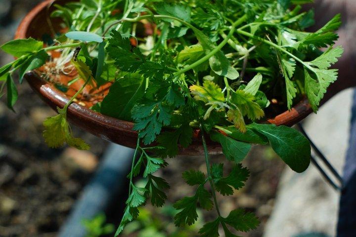 Farm to Table Cooking Experience in San Miguel