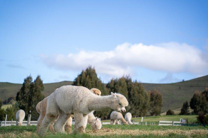 Akaroa Luxury Experience with Alpaca Farm and Dolphin Watching