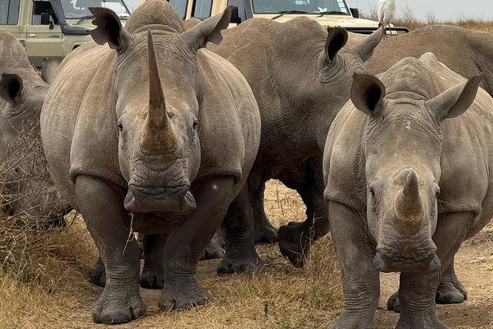 ナイロビ国立公園とキリン センターのガイド付きサファリ ツアー