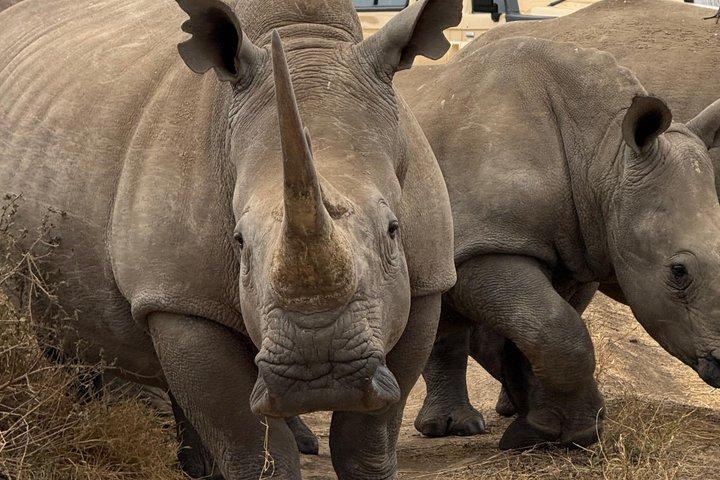 ナイロビ国立公園とキリン センターのガイド付きサファリ ツアー