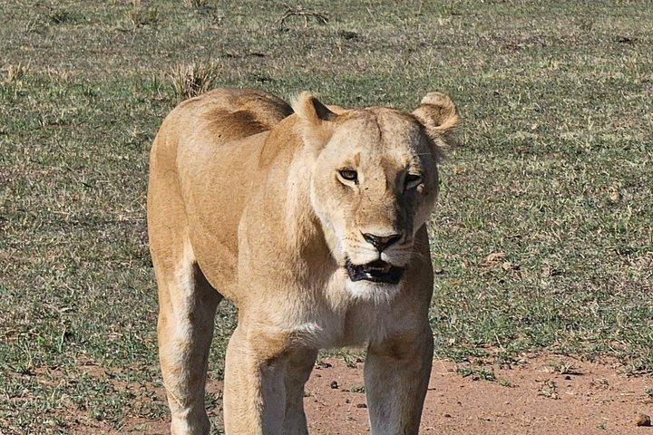 ナイロビ国立公園とキリン センターのガイド付きサファリ ツアー